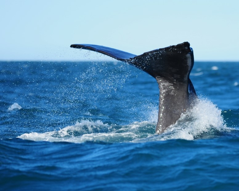 Azores-wildlife